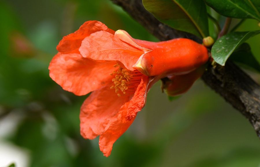 ��ʯ�񻨰�ʢ��