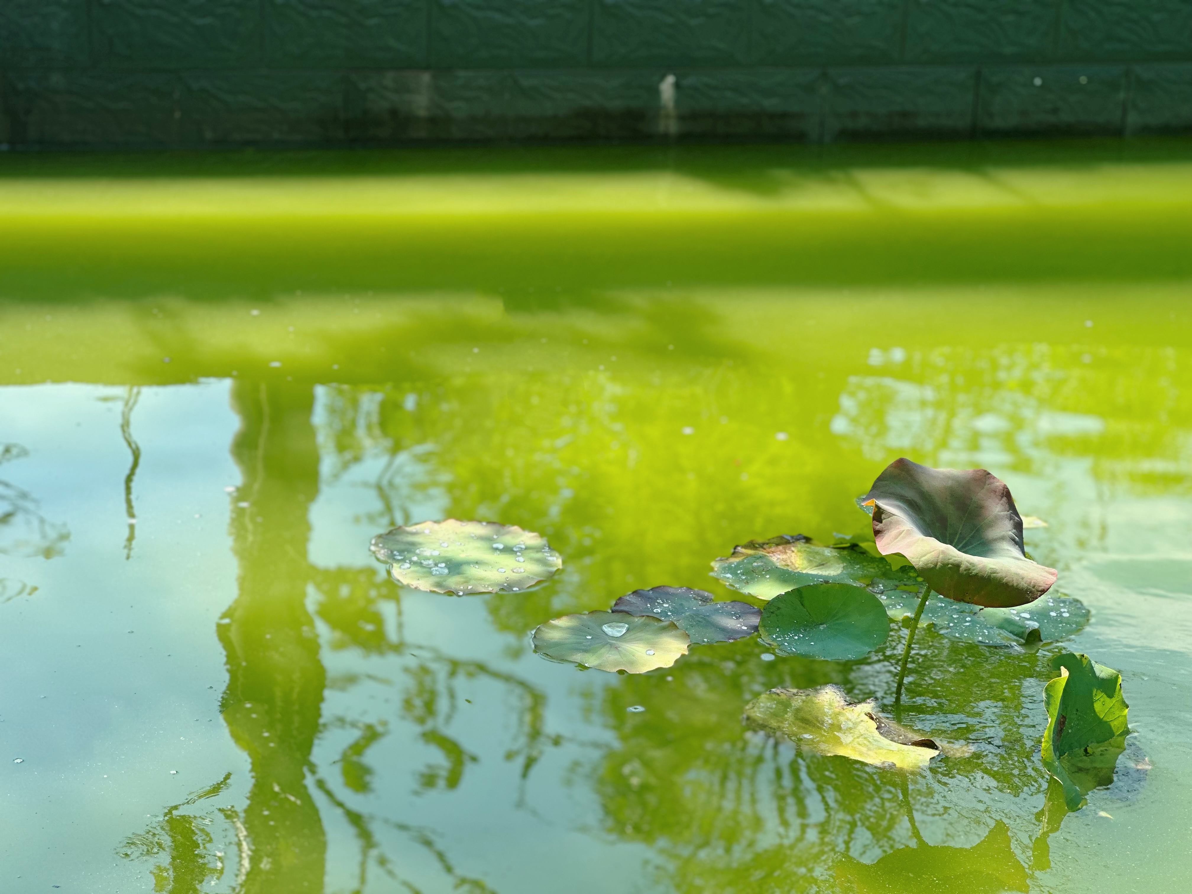 �������á�ˮ���¡�  �L�;Gɫ�l(f��)չ�®���