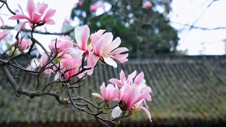 �o̎���w�������������ڝh��