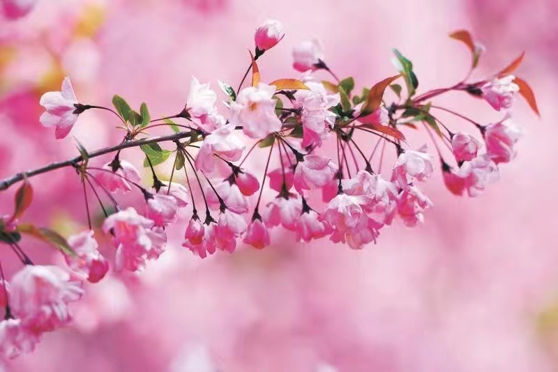 ���Ļ���ʢ��