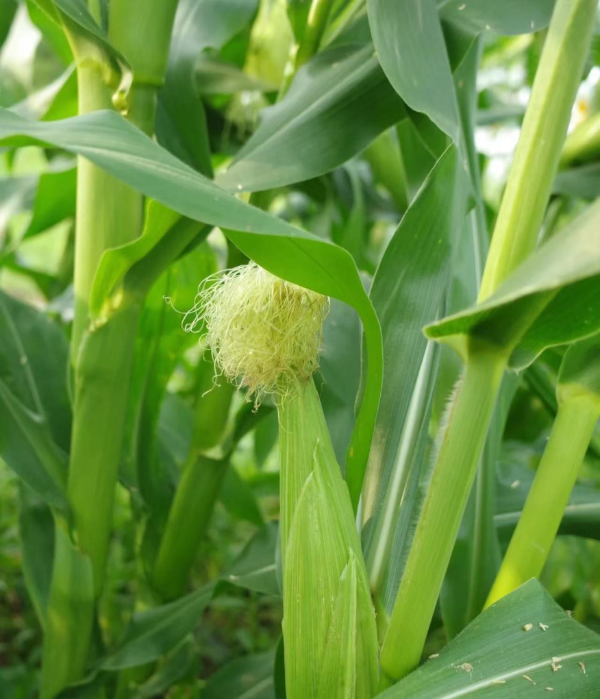 ӛ���е����׵�