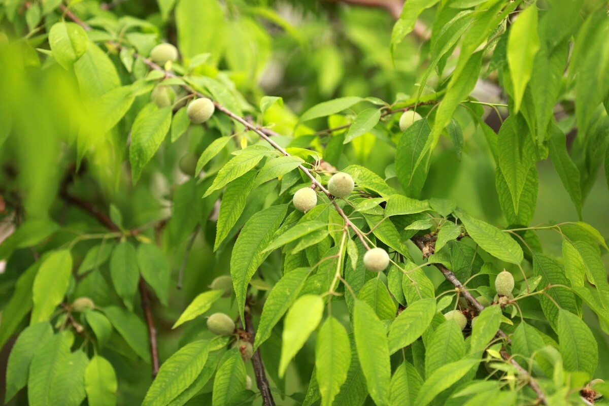 ꃱ������շN��ɽ����