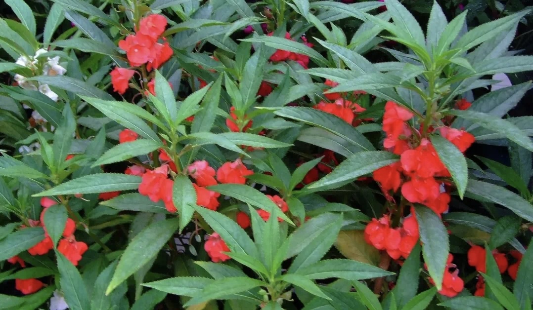 ͯ����P�ɻ�