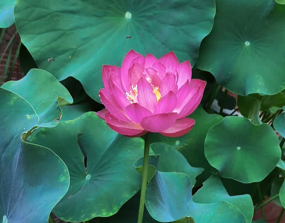 ���������ģ��`��ɏ�����A��