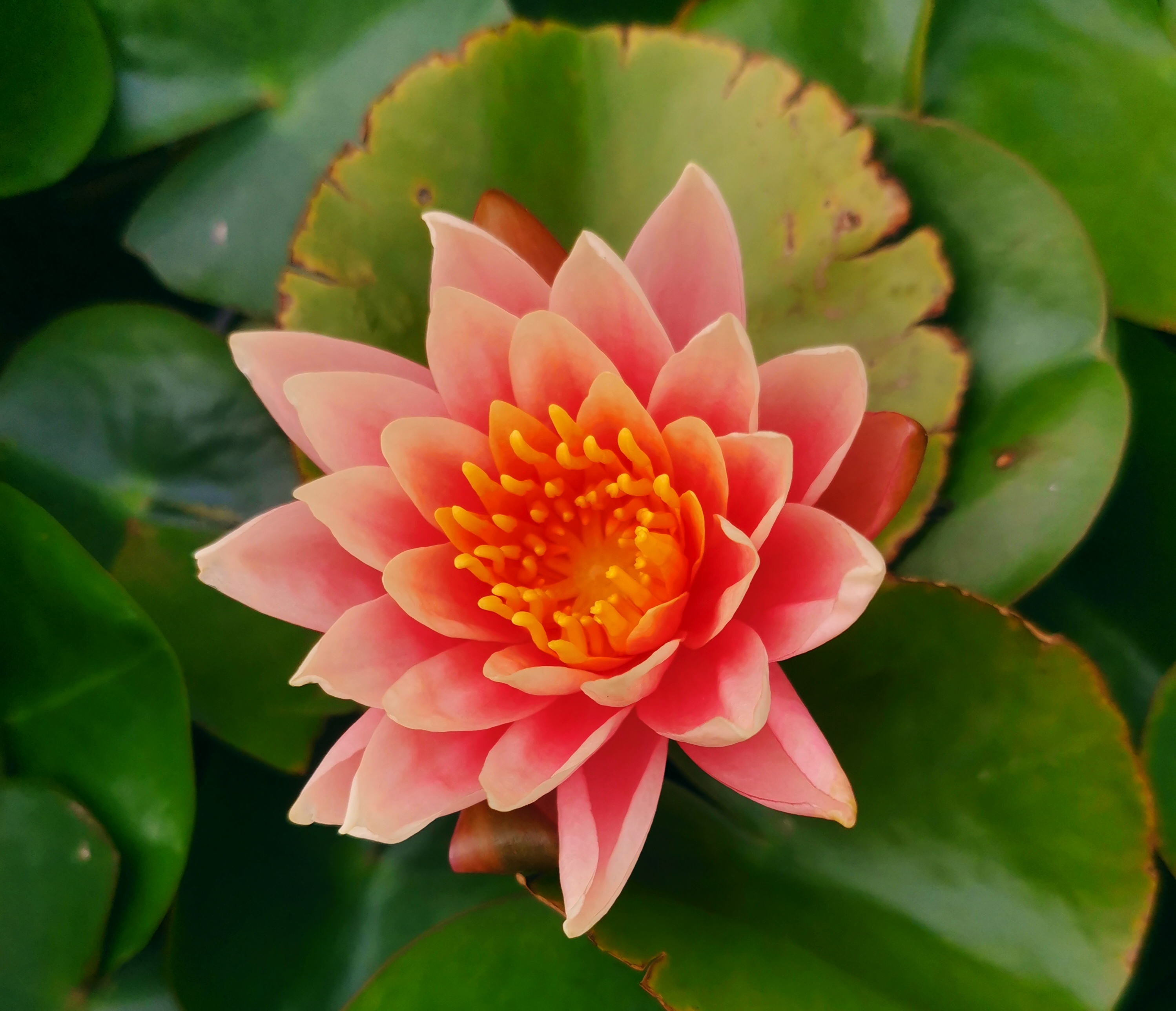 �������������`��ɏ�����A��