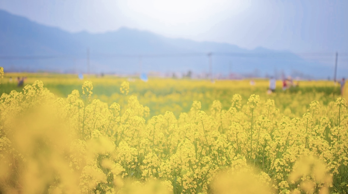 �Ͳ˻�����ǧ������