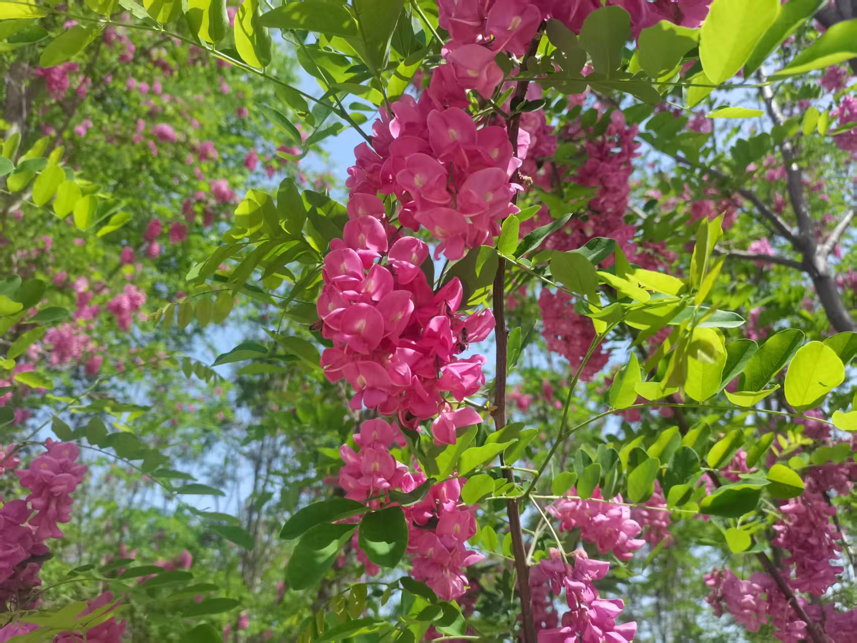 �f(w��n)��ǧ�t���Ǵ�