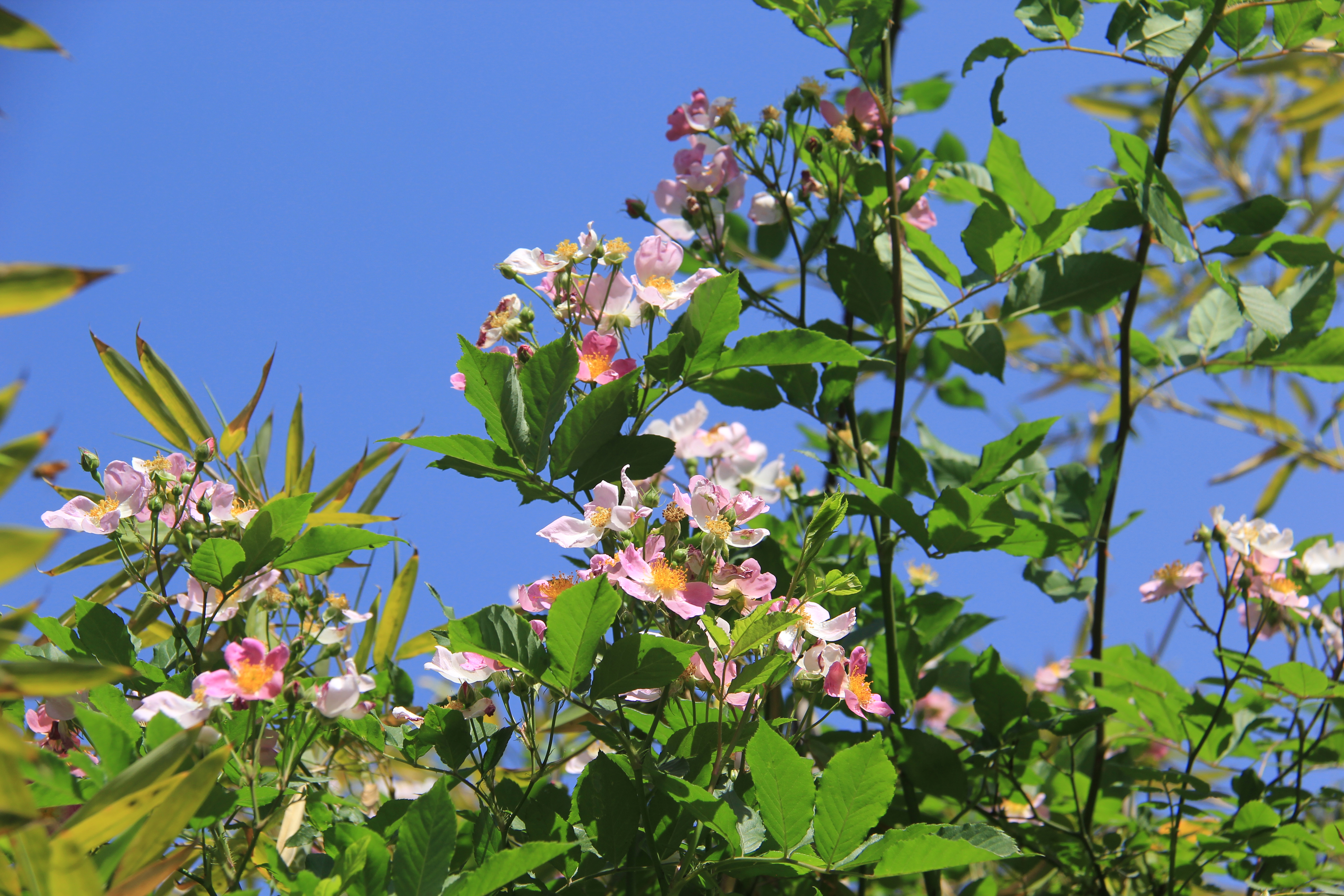 【美麗漢鋼】鏡頭下的漢鋼春 【美麗漢鋼】鏡頭下的漢鋼春